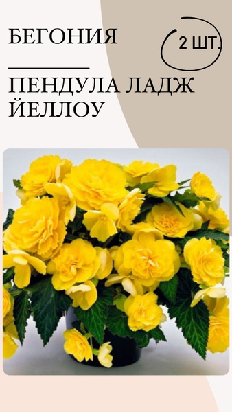 Клубни Бегонии, Бегония купить по выгодной цене в интернет-магазине ...