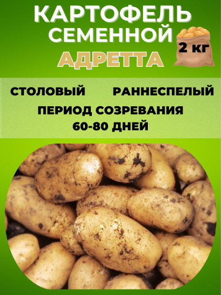 Картофель Magic Garden Картофель семенной ,клубни на посадку - купить ...