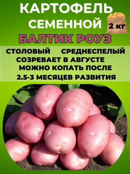 Картофель Magic Garden Картофель семенной ,клубни на посадку - купить ...