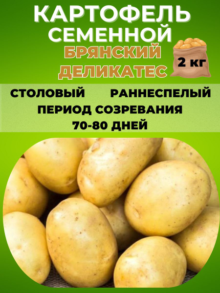 Картофель Magic Garden Картофель семенной ,клубни на посадку - купить ...