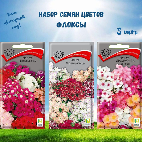 Флоксы ПОИСК Агрохолдинг цветы - купить по выгодным ценам в интернет ...