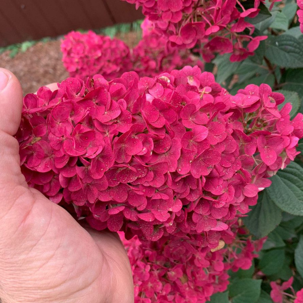 Купить Гортензия метельчатая 'Сандей Фрейз' на штамбе/ Hydrangea paniculata 'Sun