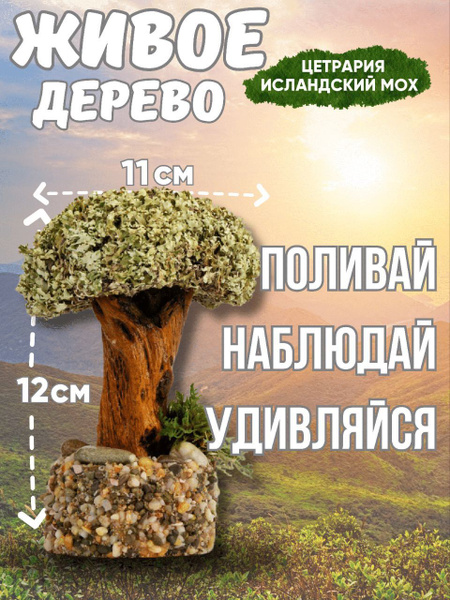 Живое дерево из исландского мха цетрария "Красотун" №2 купить на OZON ...
