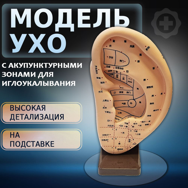 Характеристики Анатомическая модель уха для акупунктуры 22см. Ухо 3д ...