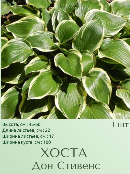 Хосты Хоста1шт_Дон Стивенс - купить по выгодным ценам в интернет ...