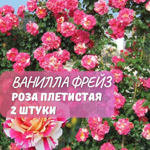 Роза плетистая Ванилла Фрейз 2шт / саженец розы - купить с доставкой по ...
