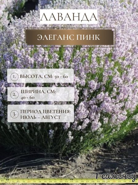 Лаванда Лавандаз - купить по выгодным ценам в интернет-магазине OZON ...