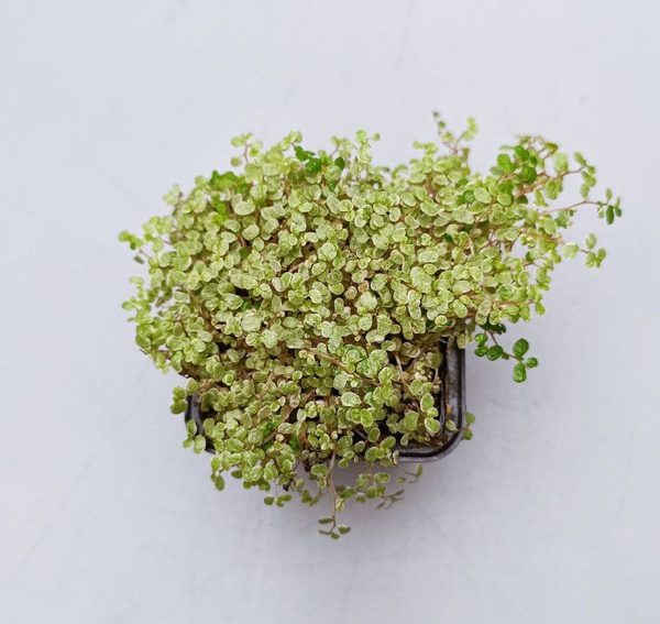 Soleirolia Soleirolii Variegata (солейролия вариегатная) - купить с ...