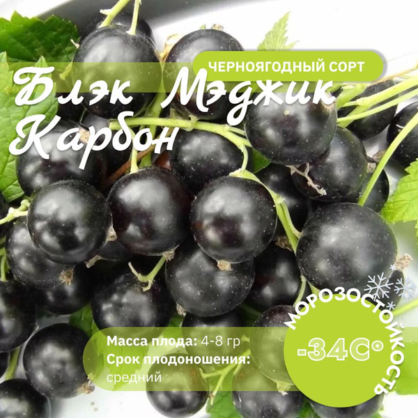 Смородина черная Блэк Мэджик Карбон купить на OZON по низкой цене ...