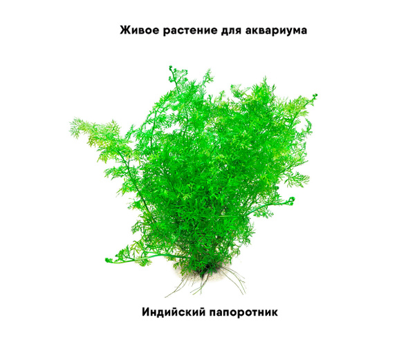 Индийский папоротник. Живое растение для аквариума(3шт) - купить с ...