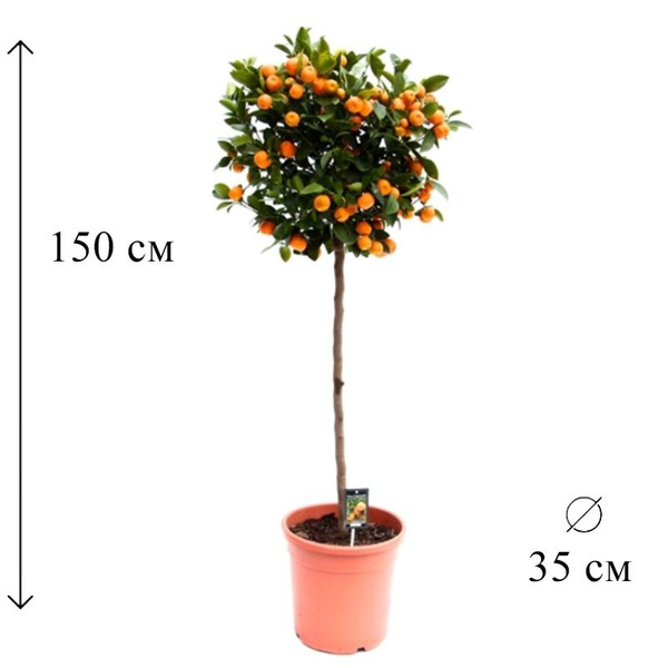 Цитрофортунелла Каламондин штамб 35/150, 35 дм, 1 шт - купить по ...