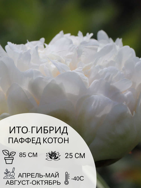 Корень пиона ито-гибрид Паффед Котон, многолетние цветы, саженец 1 шт ...