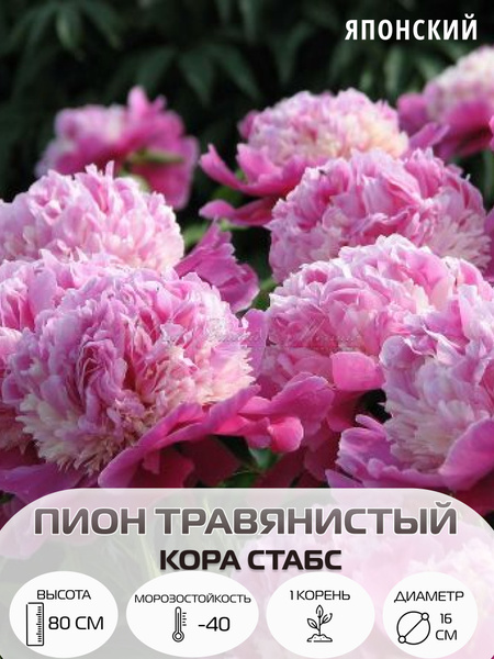 Корень пиона травянистый японский Кора Стабс купить на OZON по низкой ...