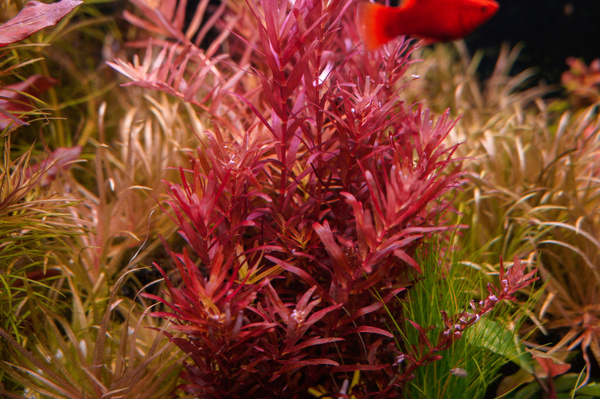 Ротала колората (Rotala sp. 'Colorata') купить на OZON по низкой цене ...