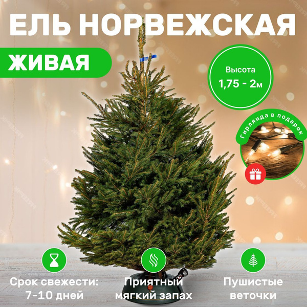 Живая Норвежская елка срезанная 1.75 - 2 м купить на OZON по низкой ...