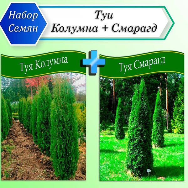 Туи, Туя Туи - купить по выгодным ценам в интернет-магазине OZON ...