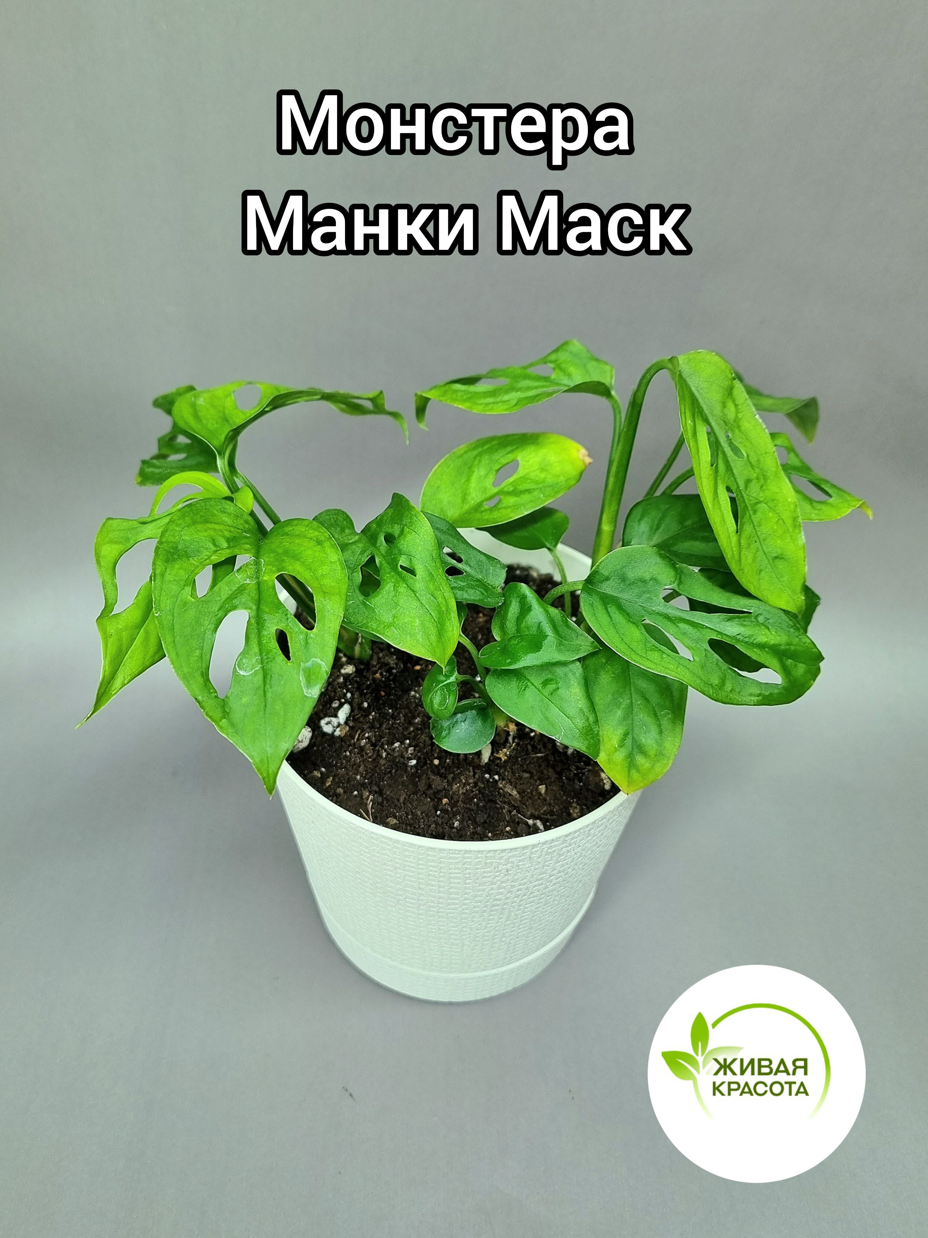 Монстера Манки Фото