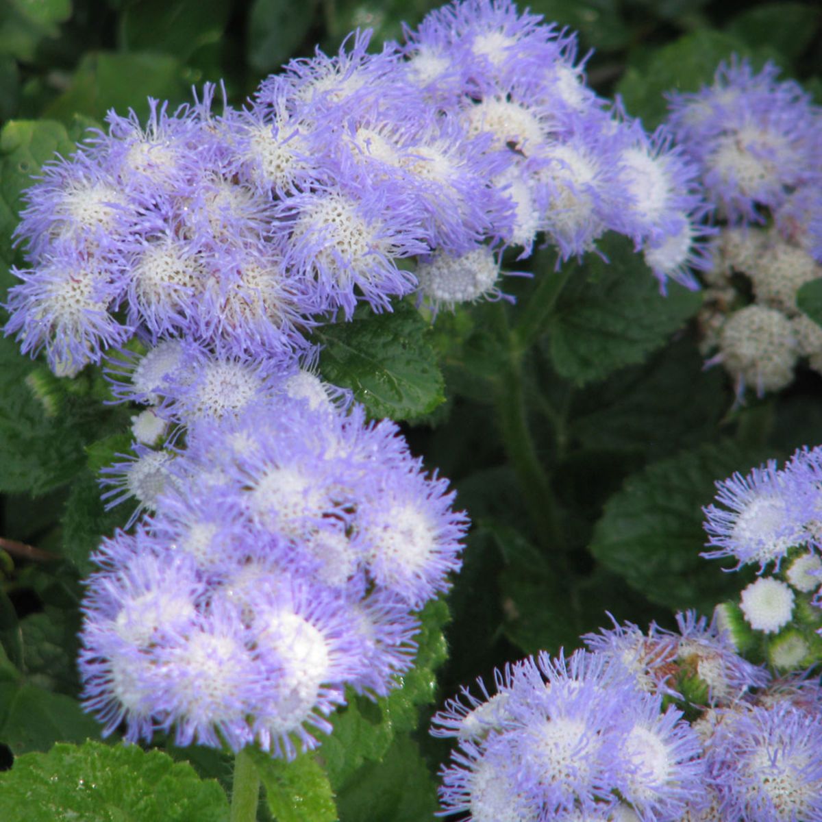 Покажи цветок агератум. Агератум Хоустона (Ageratum houstonianum). Агератум мексиканский Леда. Агератум Хоустона голубой. Агератум сиреневый.