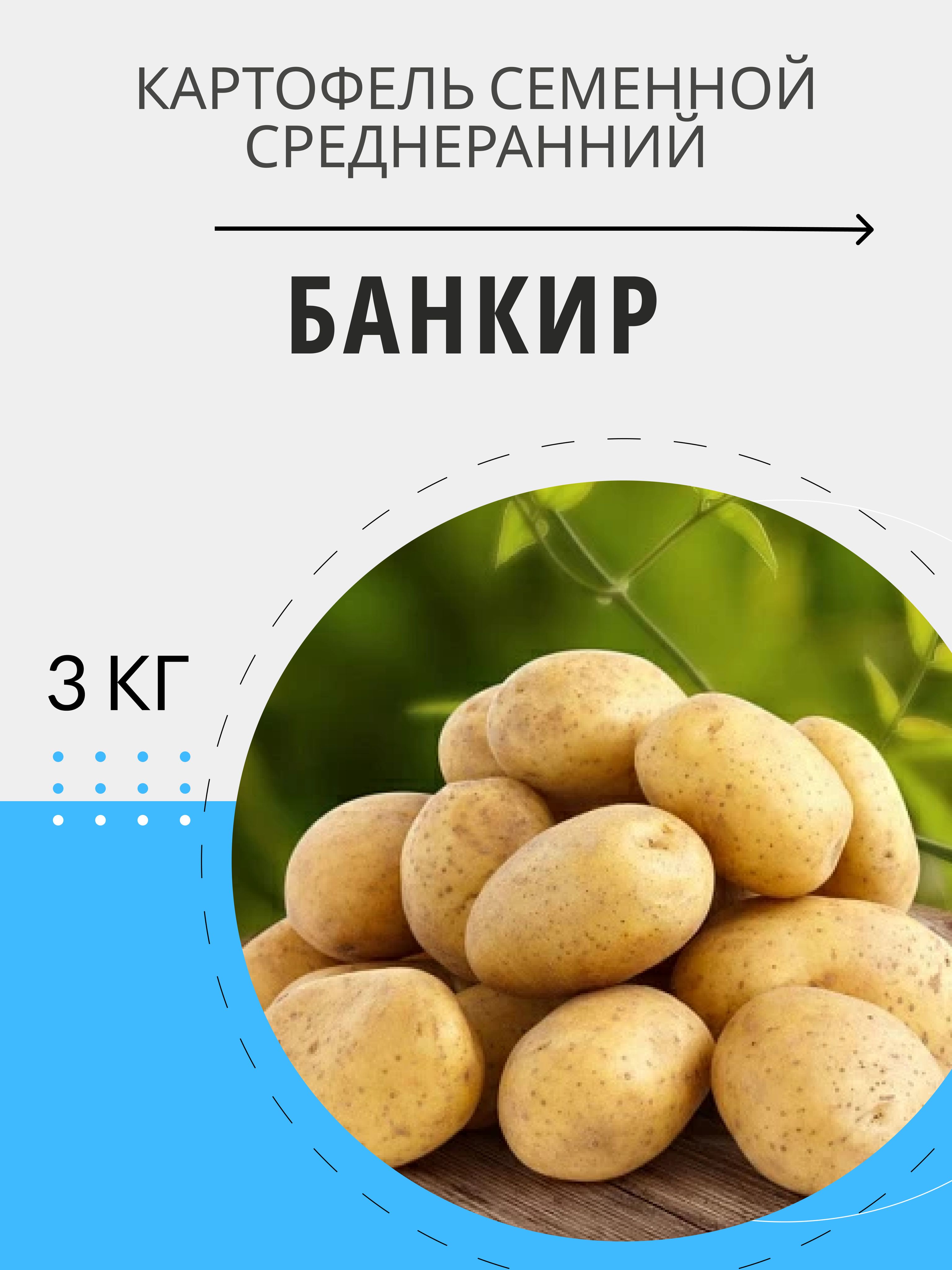Картофель многолетнее. Ростки ривьера картофель. Сорт картофеля банкир. Семенной картофель домашний. Картофель банкир описание сорта фото отзывы.