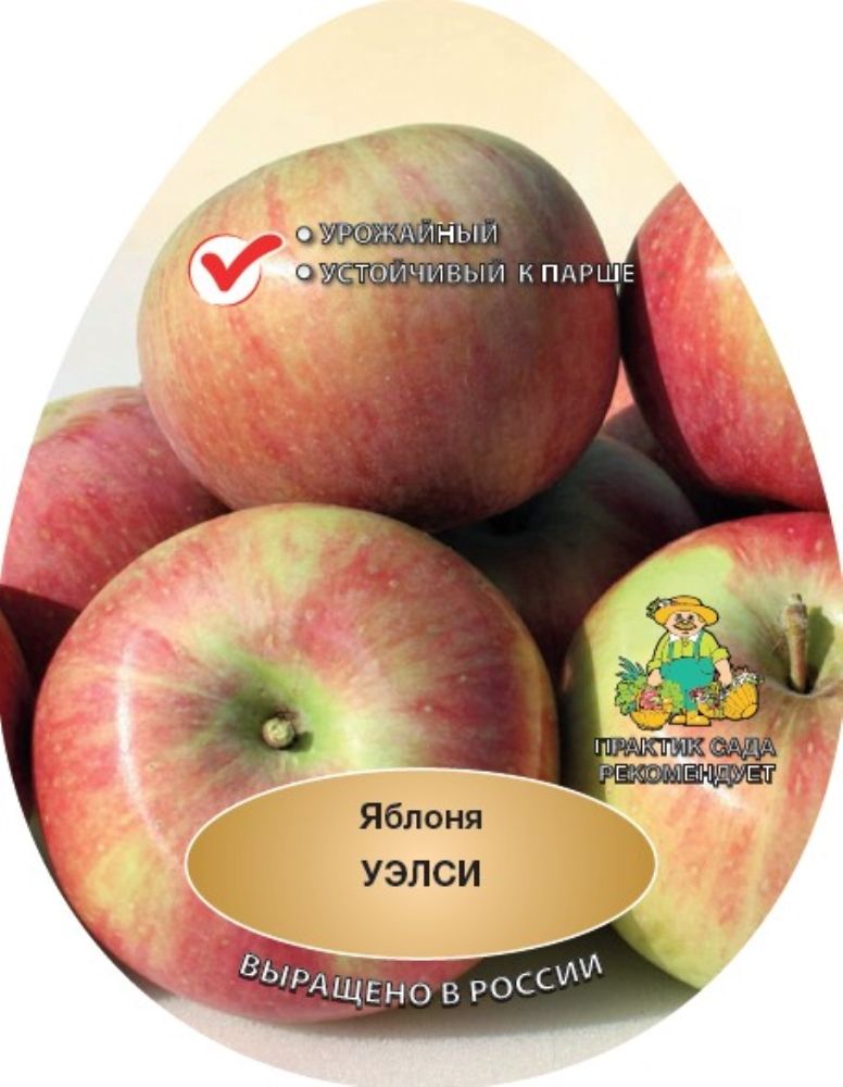 Яблоня Уэлси Фото Отзывы