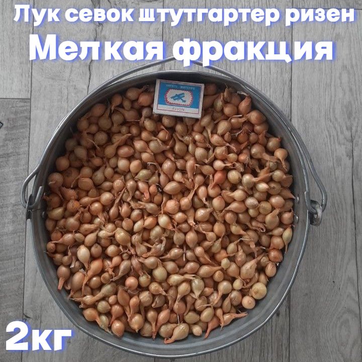 Лук севок, Лук Мелкая -...