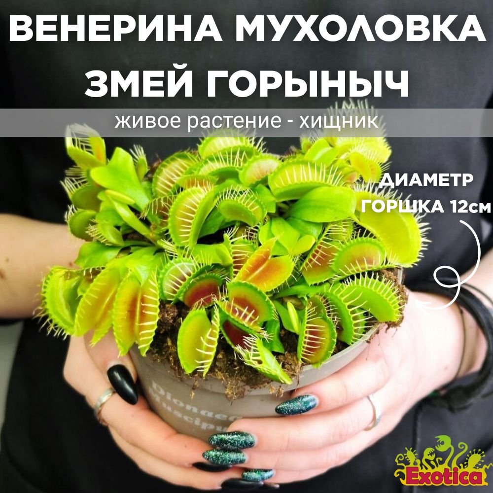 Дионея (Венерина Мухоловка) Exotica, 12 дм, 1 шт - купить по выгодной цене  в интернет-магазине OZON (329022338)