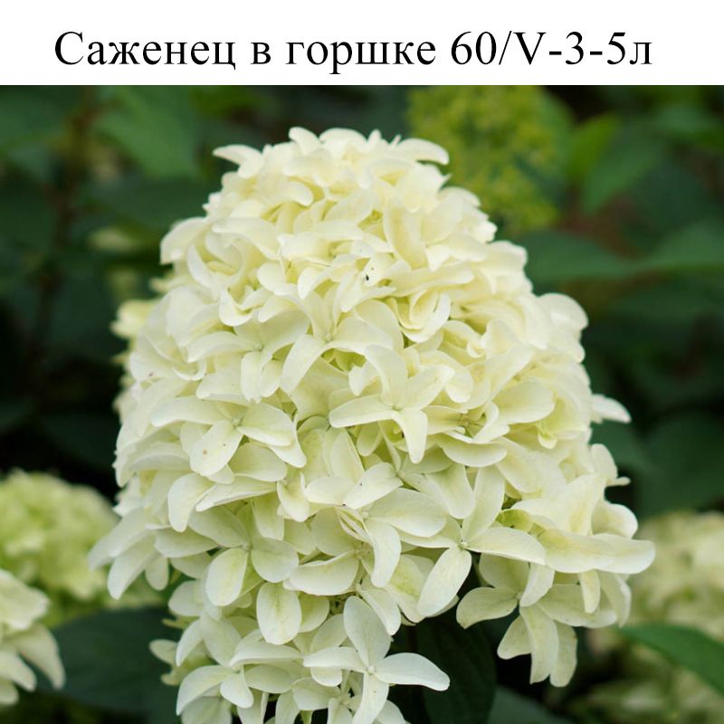 Скайфолл метельчатая