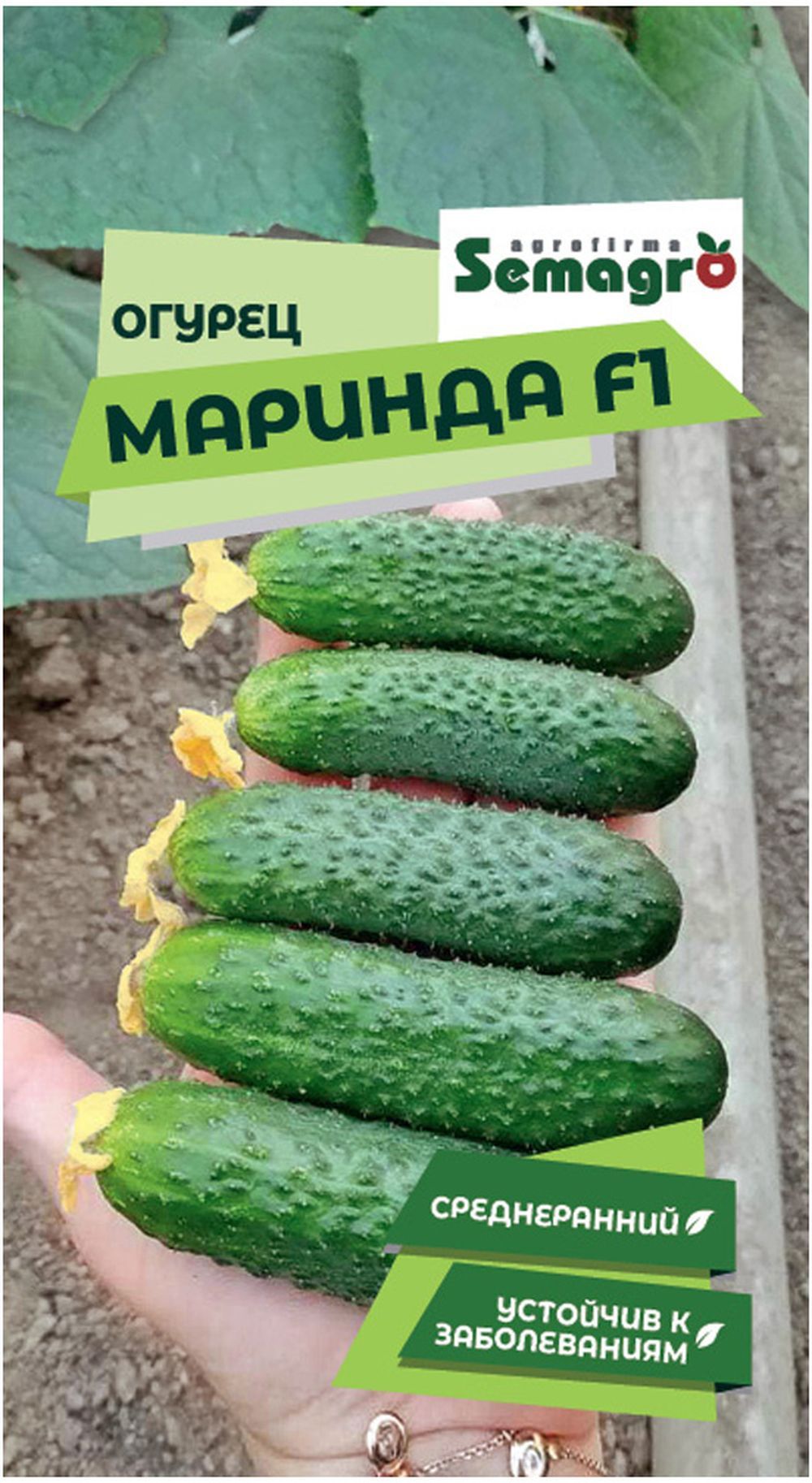 Сорт Огурцов Маринда Фото