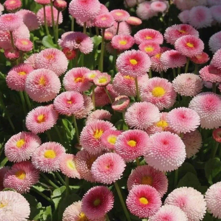 Маргаритки Семена Купить