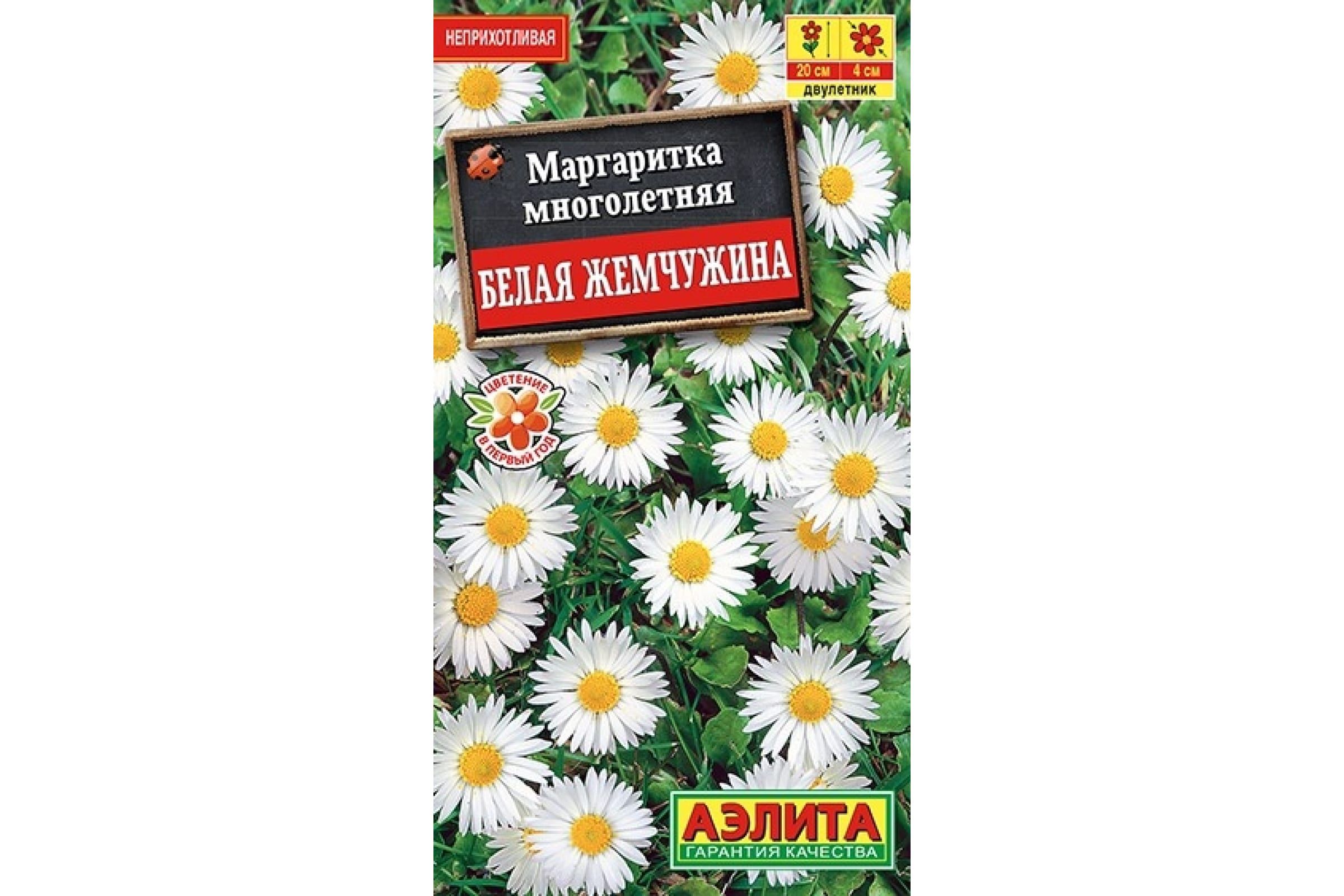 Маргаритки Семена Купить