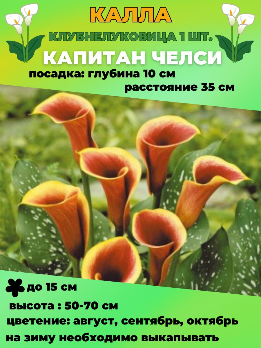 Купить Луковицы Каллы В Интернет Магазине Недорого