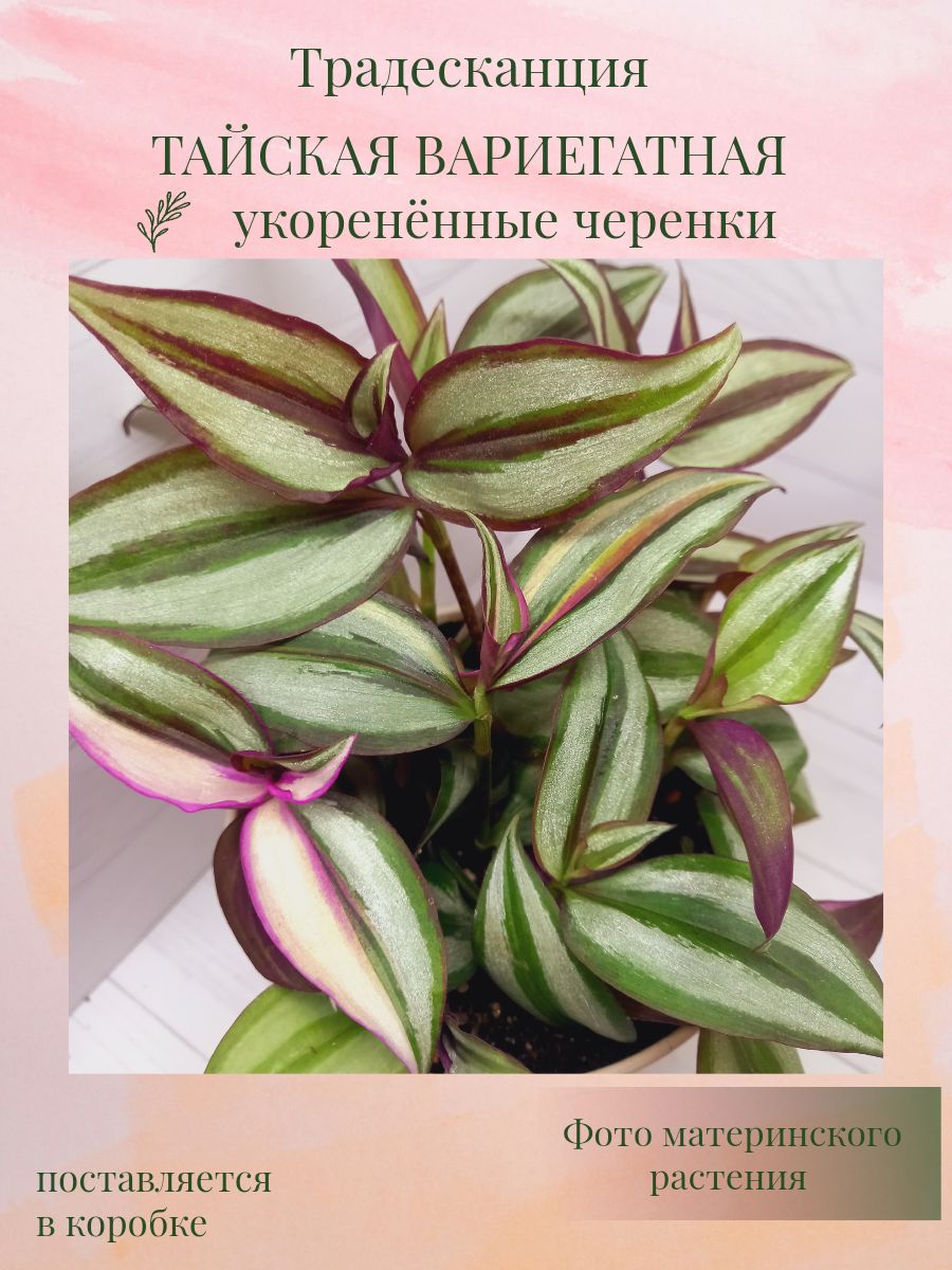 Набор для выращивания, Традесканция, Многолетник купить по выгодной цене в  интернет-магазине OZON (1600993446)