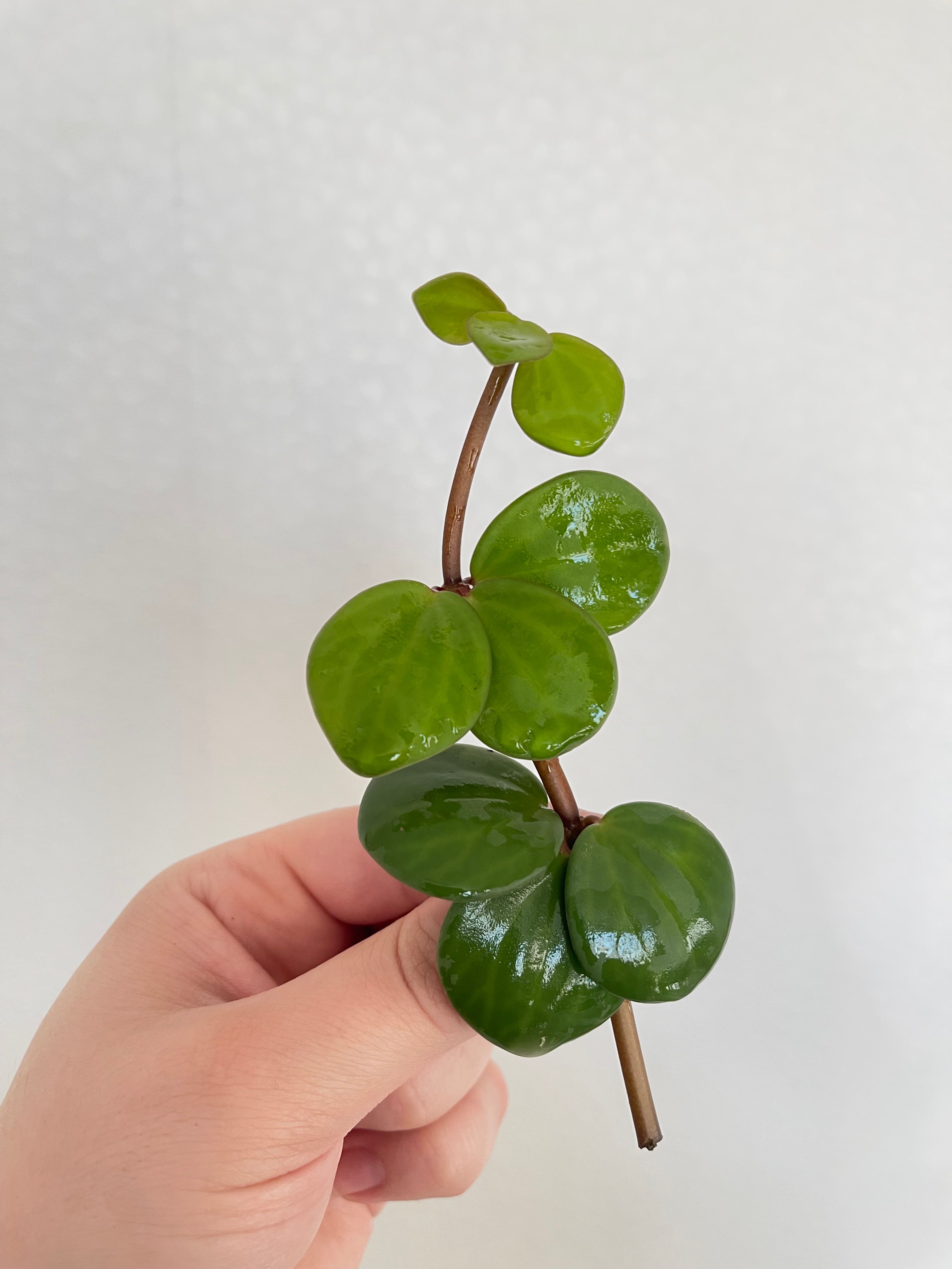 Пеперомия Тетрафилла Хоуп (Peperomia Tetraphylla Hope) срез/черенок/сажанец для укоренения 1шт.