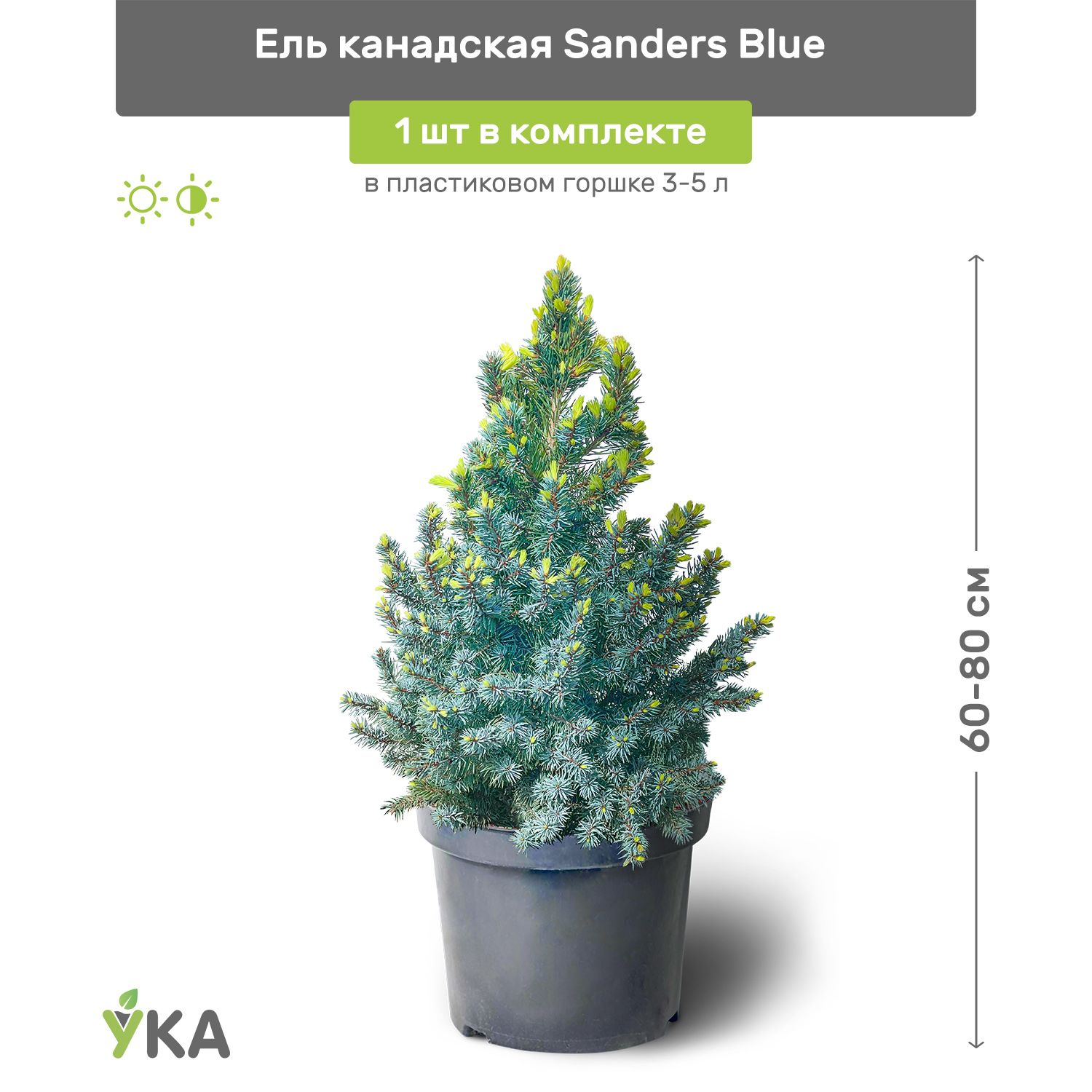 Ель канадская Sanders Blue (Сандерс Блю) 60-80 см в пластиковом горшке 3-5 л, саженец, хвойное живое растение