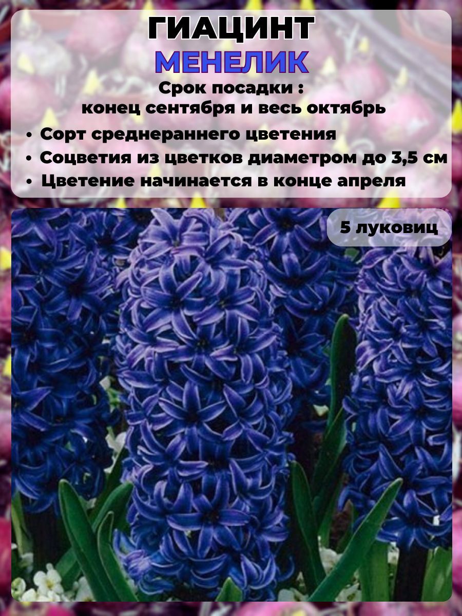 <b>Гиацинт</b> (Hyacinthus) – это популярное многолетнее <b>растение</b>, привлекающее вн...