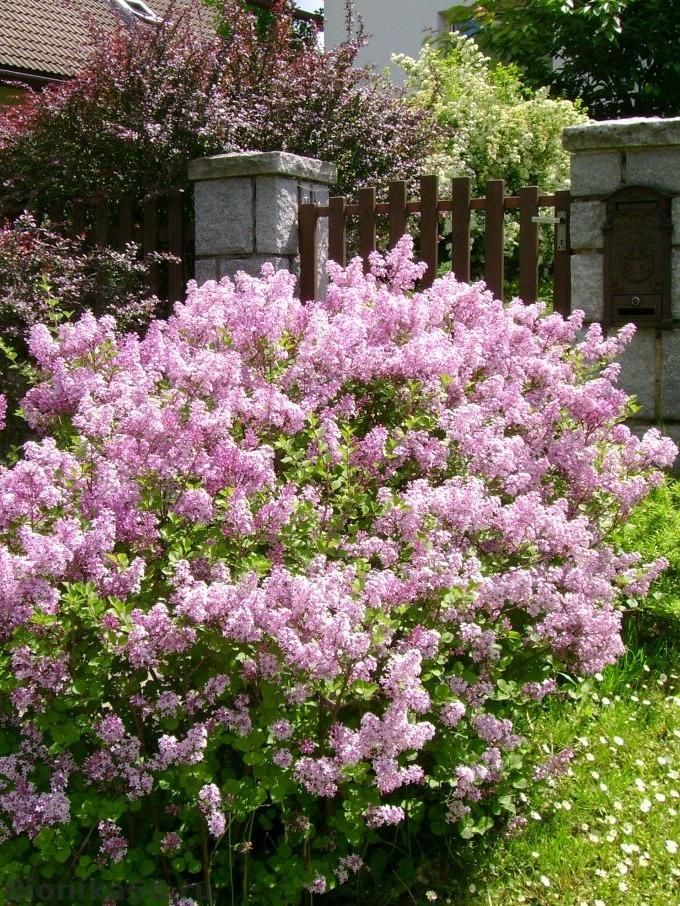 Сирень мейера в ландшафтном дизайне