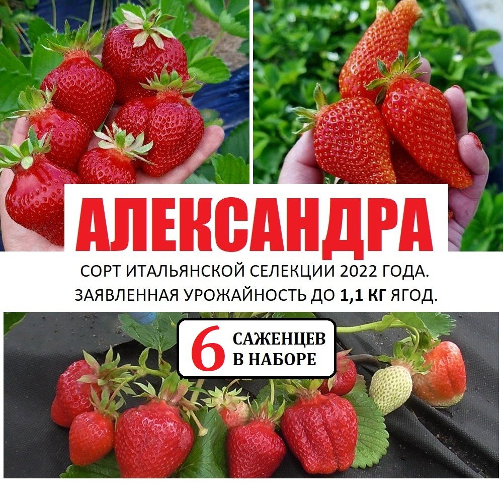 Клубника сорт "Александра", 6 саженцев Р9, Новинка 2022 года