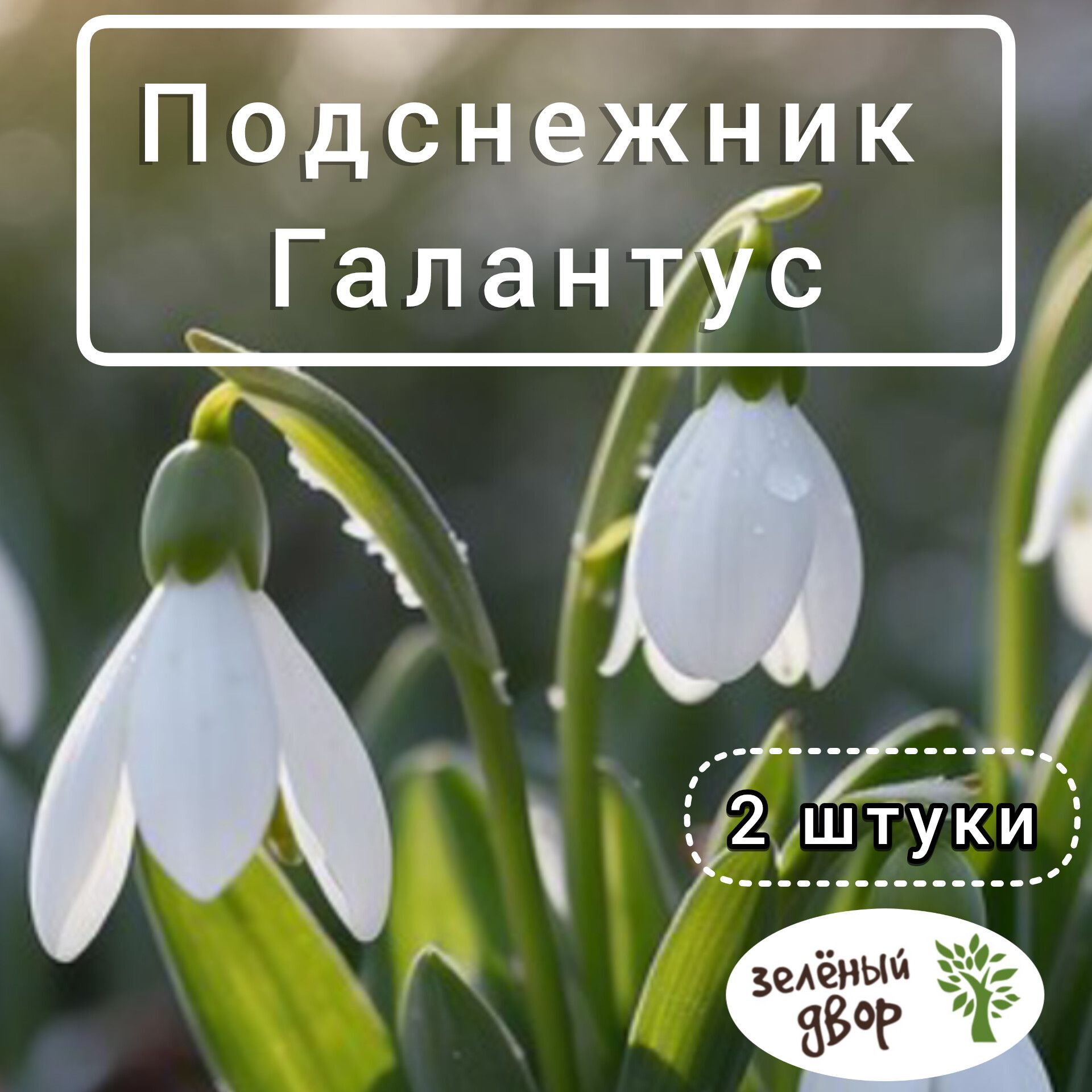 Дикорастущие подснежники: какие растения носят это название и что не так со сказкой Маршака