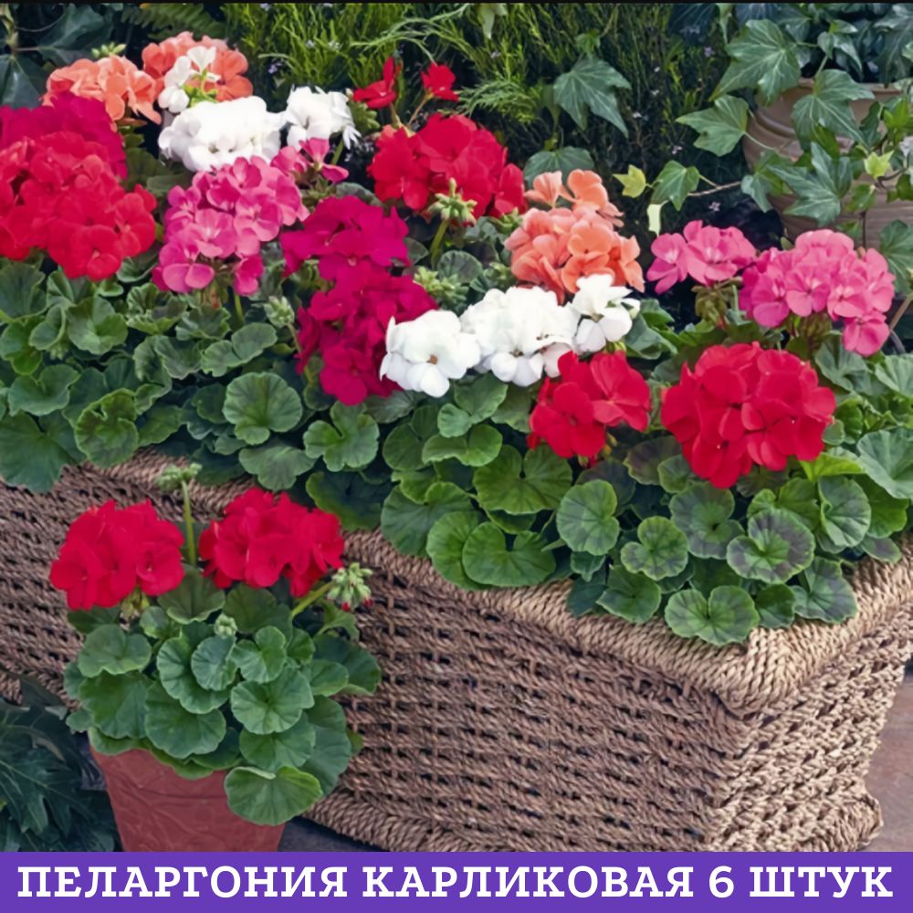 Пеларгония Зональная Купить В Горшке