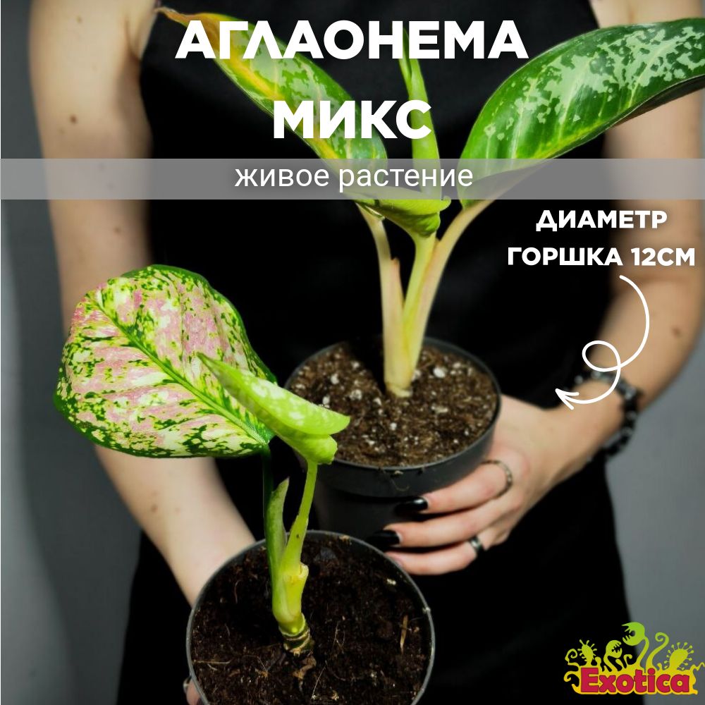 Аглаонема Микс УЦЕНКА (Aglaonema Mix) D12см