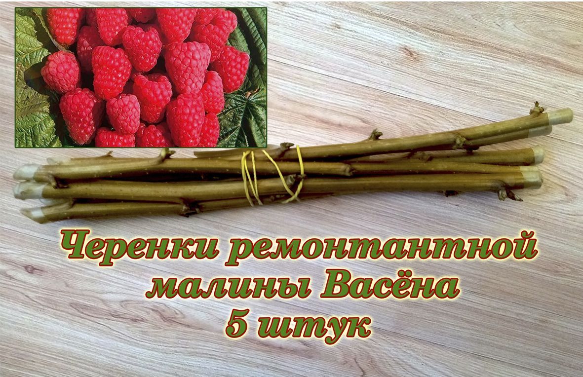 Черенки малины Васёна