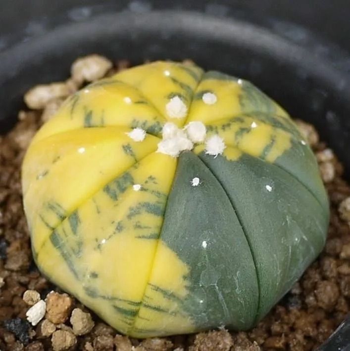 Астрофитум Astrophytum вариегатный