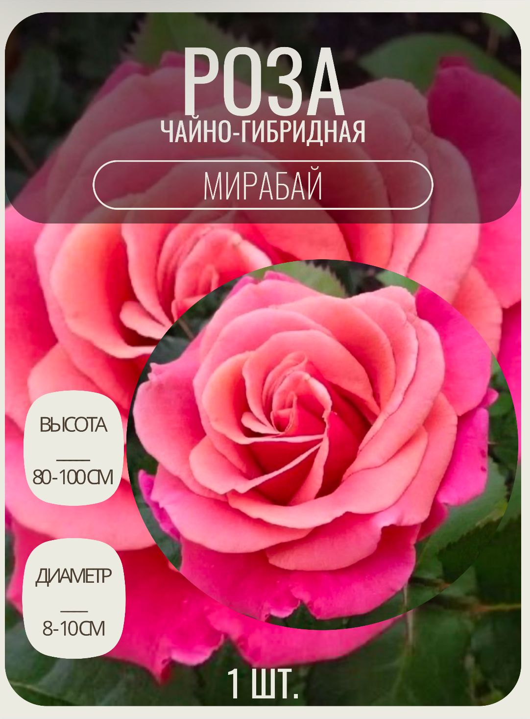 Розачайно-гибридная,саженцыцветов