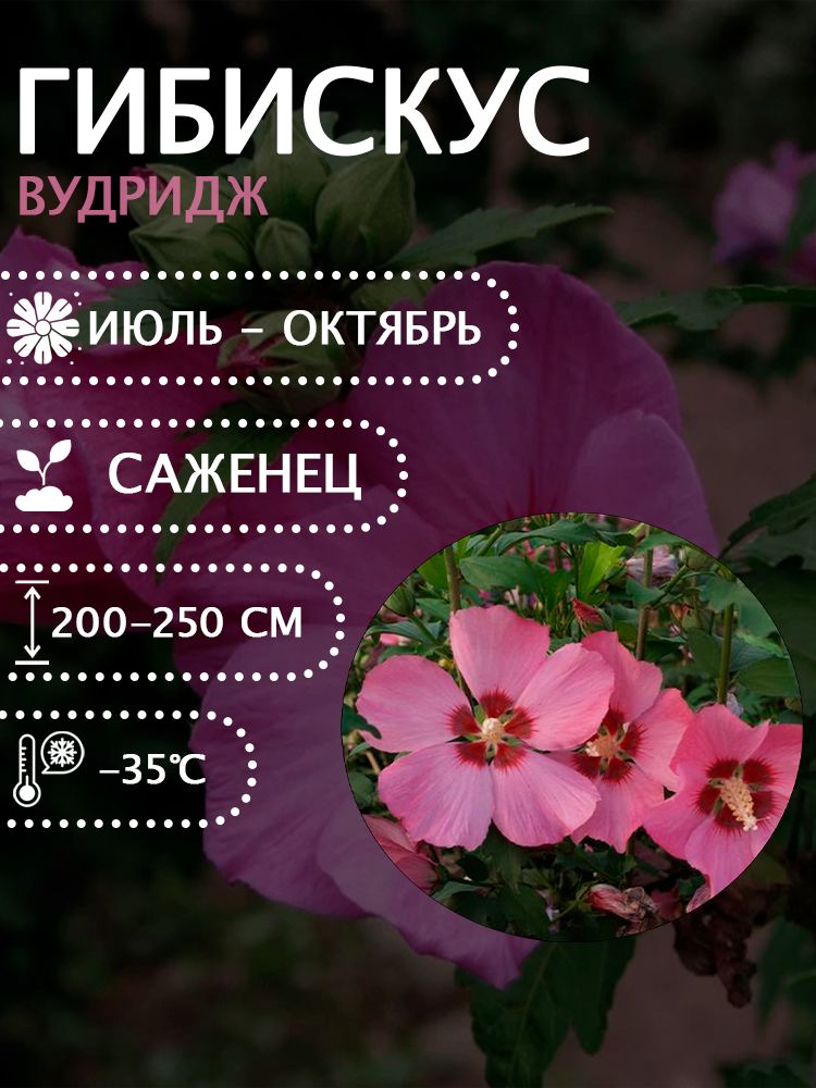 Гибискус сирийский "Вудридж" саженец.
