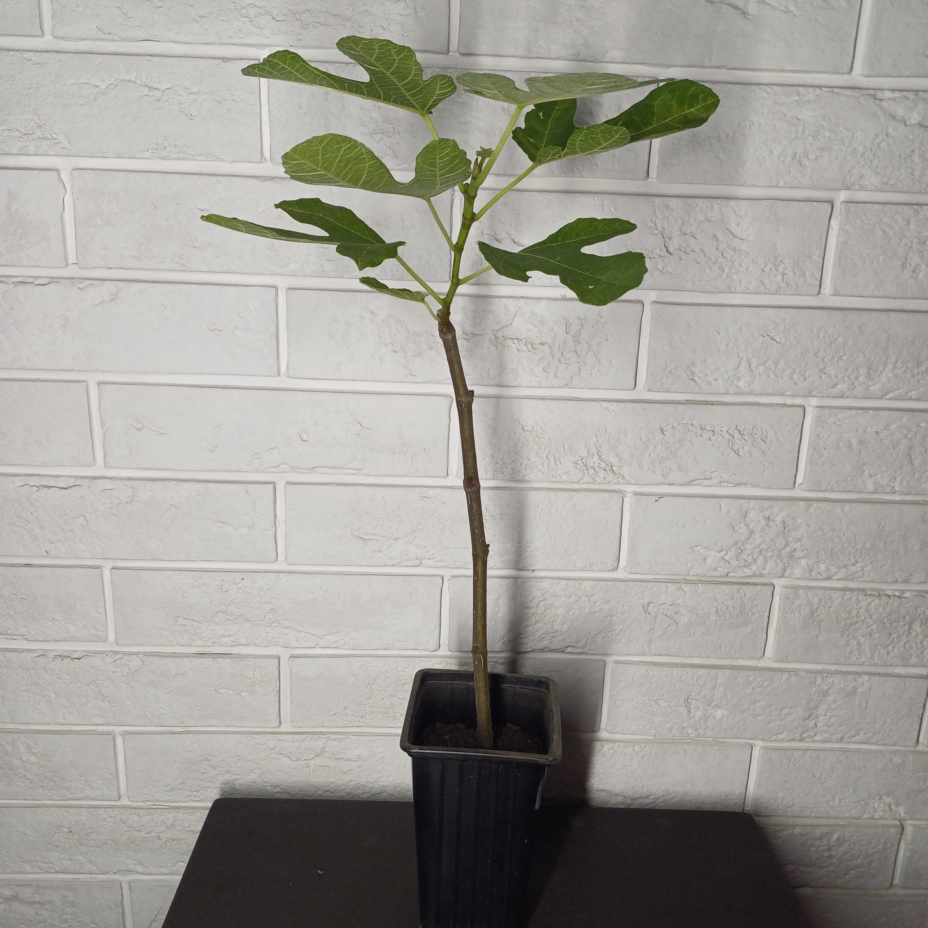 Ветка инжира с плодами в домашних условиях