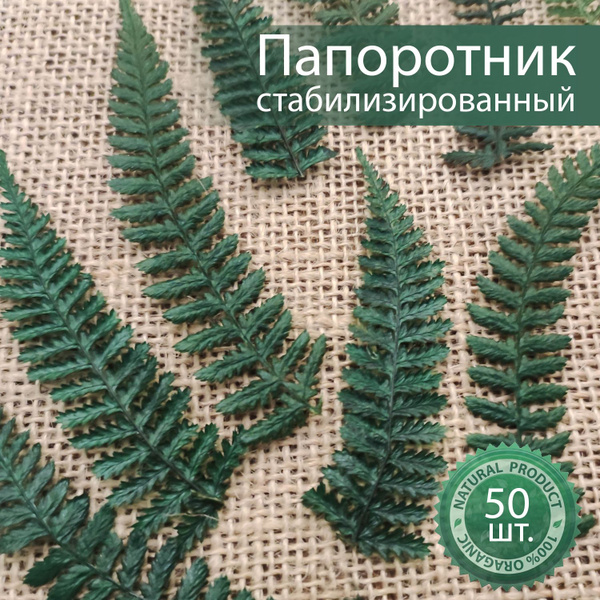 Стабилизированный мох Папоротник, 8 см, 50 шт купить по выгодной цене в ...