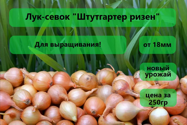 Луковицы Лук севок купить по выгодной цене в интернет-магазине OZON ...