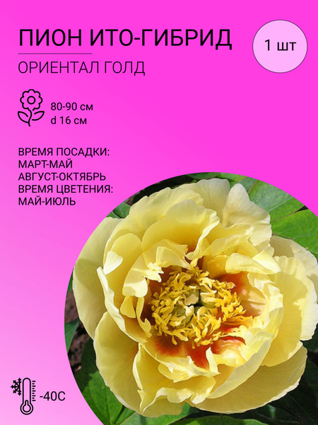 Пионы Гибридные Пионы - купить по выгодным ценам в интернет-магазине ...
