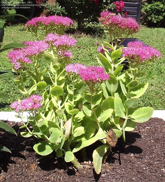 Очиток видный Неон, саженцы в горшках 0,5л - купить с доставкой по ...