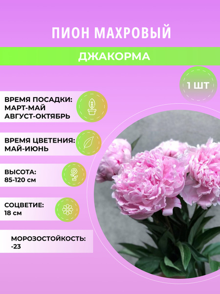 Пионы пион_Джакорма - купить по выгодным ценам в интернет-магазине OZON ...